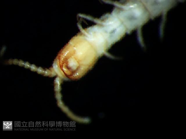 黑花盲蜈蚣藏品圖，第6張