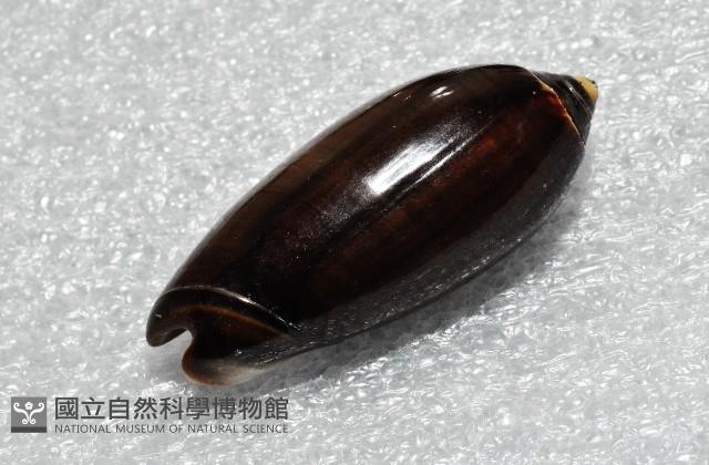 蠟燭榧螺藏品圖，第6張