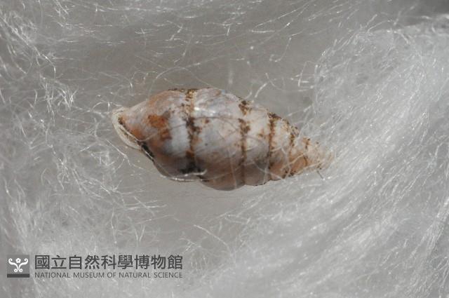 趙氏芝麻蝸藏品圖，第6張