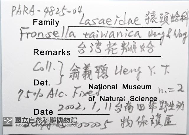 臺灣花瓣蛤藏品圖，第6張