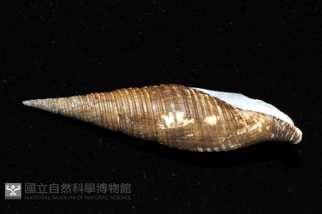 智慧筆螺藏品圖，第6張
