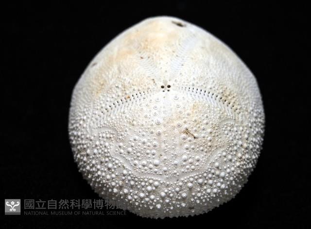 脊背壺海膽藏品圖，第6張