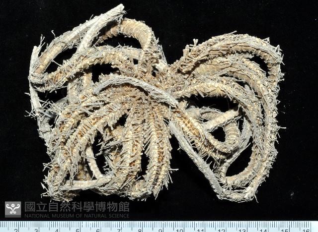 未知種項鍊海星藏品圖，第6張