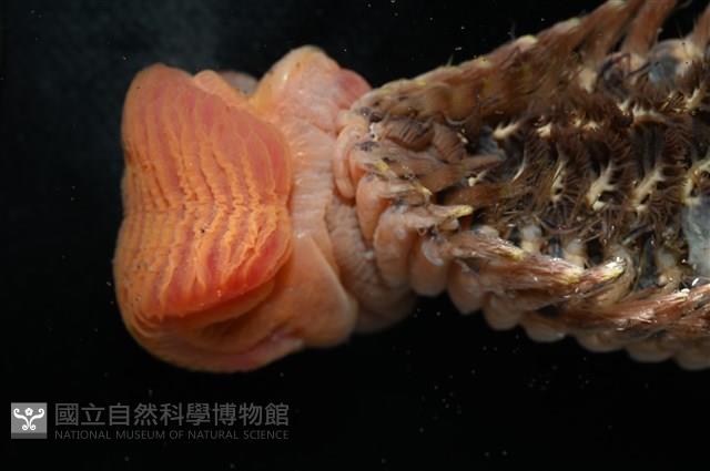 黃海毛蟲藏品圖，第6張