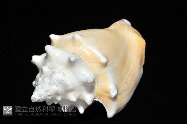 金拳鳳凰螺藏品圖，第6張