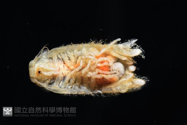 未知種團水虱藏品圖，第6張