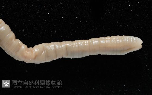 季風遠環蚓藏品圖，第6張