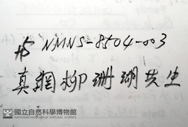 未知種鎧甲蝦藏品圖，第6張