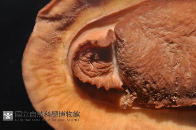 錦石鱉藏品圖，第6張