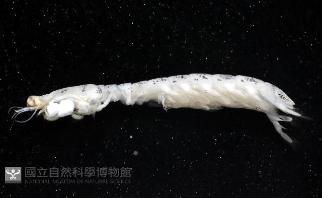 豹斑幼嫩蝦蛄藏品圖，第6張