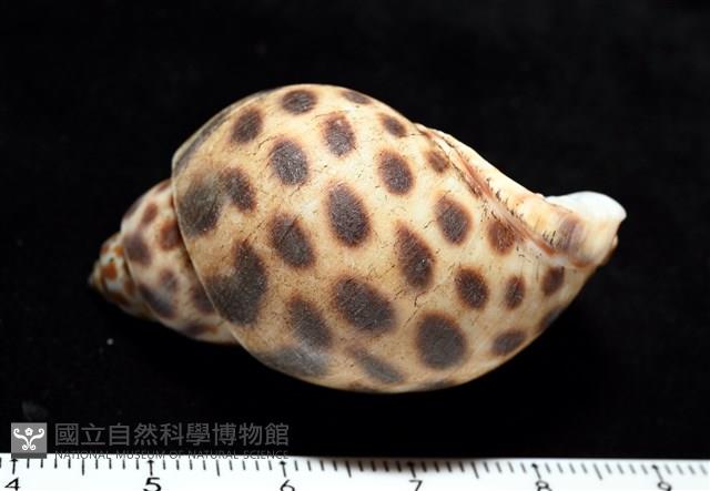 婆羅洲鳳螺藏品圖，第6張
