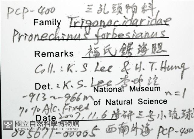 福氏鋸海膽藏品圖，第6張