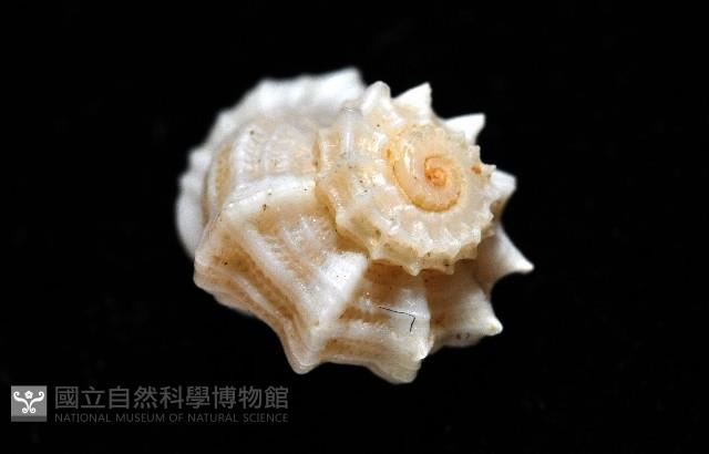 城堡花冠螺藏品圖，第6張