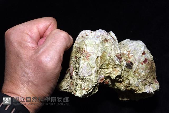 鐘巨藤壺藏品圖，第6張