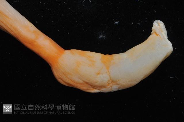 未知種海仙人掌藏品圖，第6張