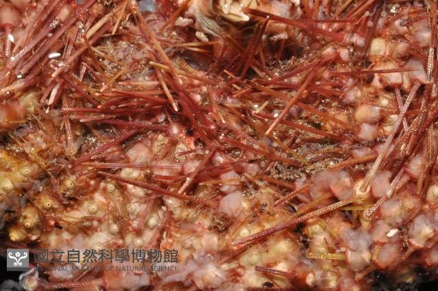 輻星肛海膽藏品圖，第6張