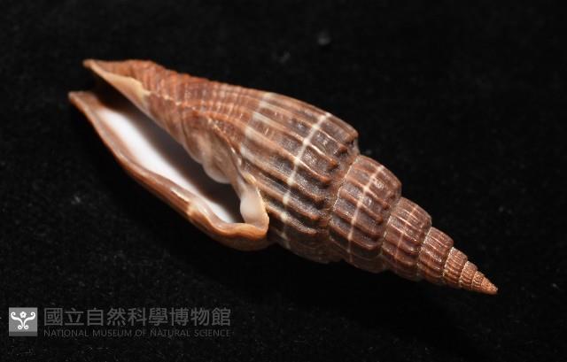三線蛹筆螺藏品圖，第6張