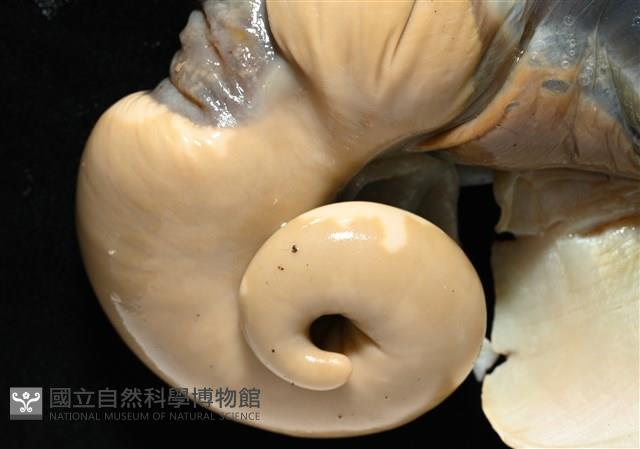 夜光蠑螺藏品圖，第6張