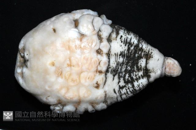 未知種海葵(海葵目)藏品圖，第6張