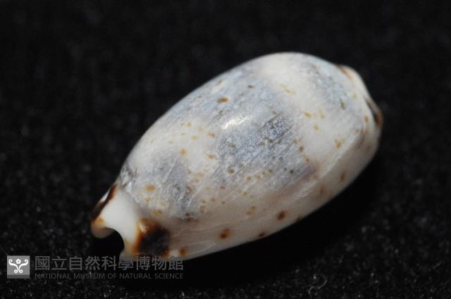 瘦熊寶螺藏品圖，第6張