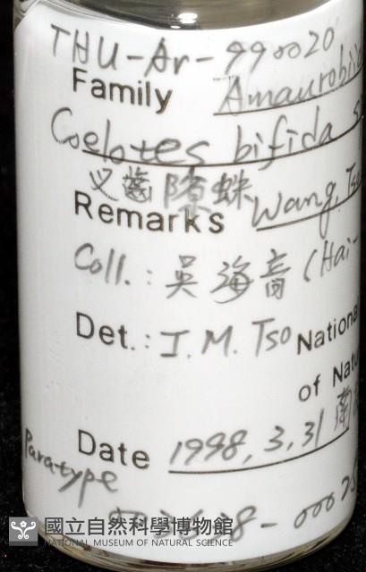 雙叉隙蛛藏品圖，第6張