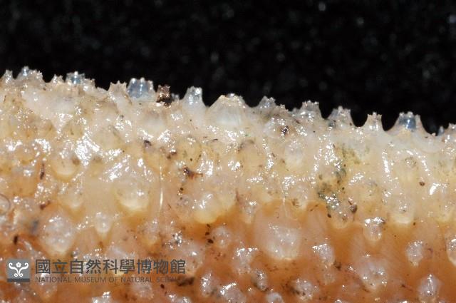 小頭魷魚藏品圖，第6張