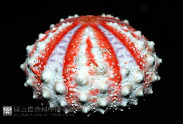 浪腔海膽(波紋腔海膽)藏品圖，第6張