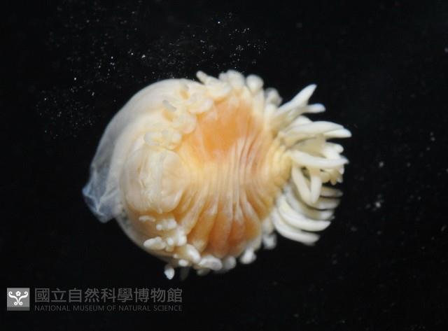 中華淺鰓虱藏品圖，第6張