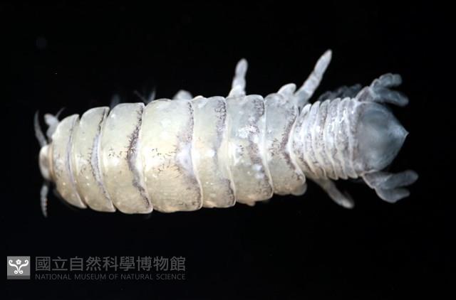 未知種縮頭水虱藏品圖，第6張