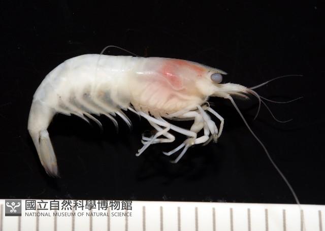 湧泉新米蝦藏品圖，第6張