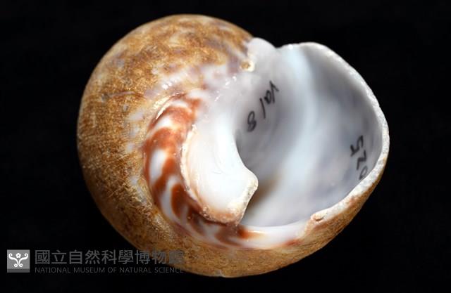 阿拉伯鳳螺藏品圖，第6張