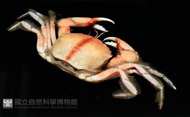 紫隆背蟹藏品圖，第6張