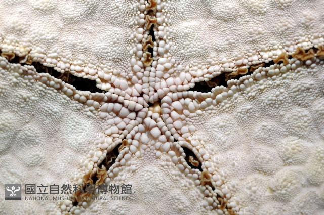 麵包海星(饅頭海星)藏品圖，第6張