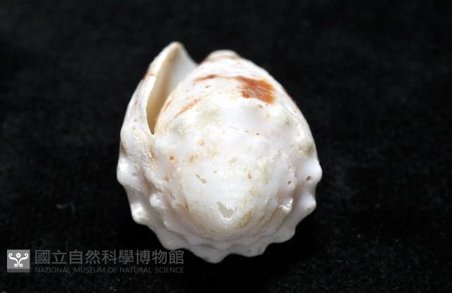 雲朵芋螺藏品圖，第6張