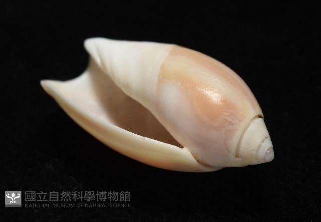 寬口彈頭螺藏品圖，第6張