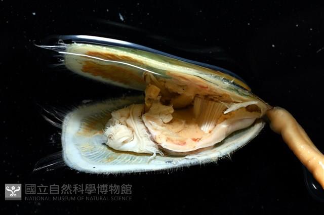 亞氏海豆芽藏品圖，第6張