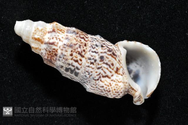 鴞蟹守螺藏品圖，第6張