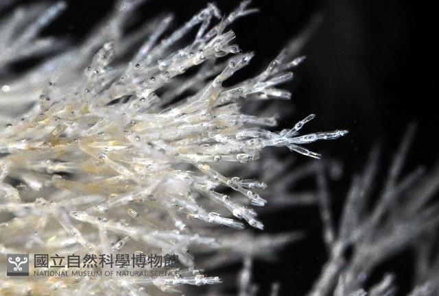 未知種水螅藏品圖，第6張