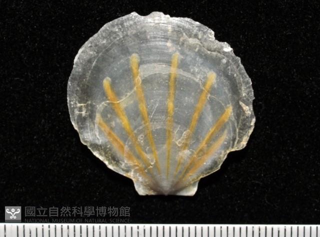 大光芒海扇蛤藏品圖，第6張