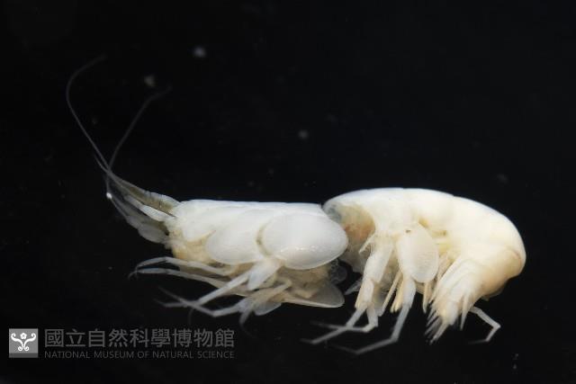 未知種深海側甲鉤蝦藏品圖，第6張