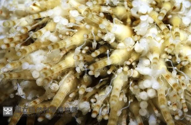 疣裸海膽藏品圖，第6張