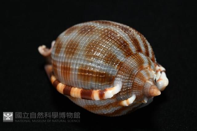 布紋鬘螺藏品圖，第6張