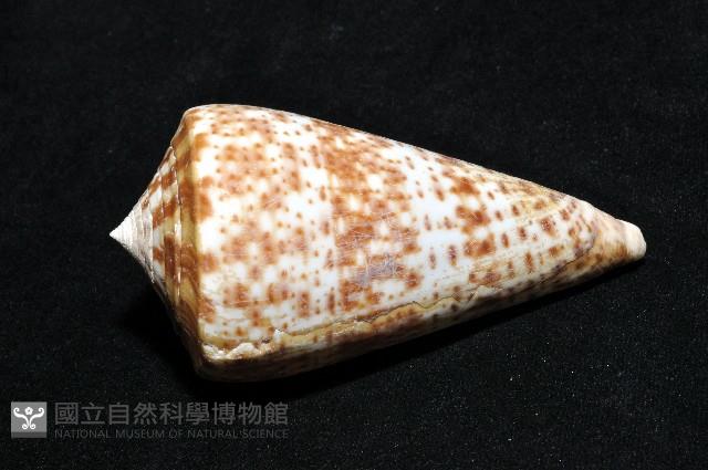 大芋螺藏品圖，第6張