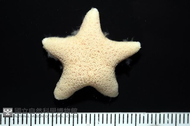 南極齒海星藏品圖，第6張