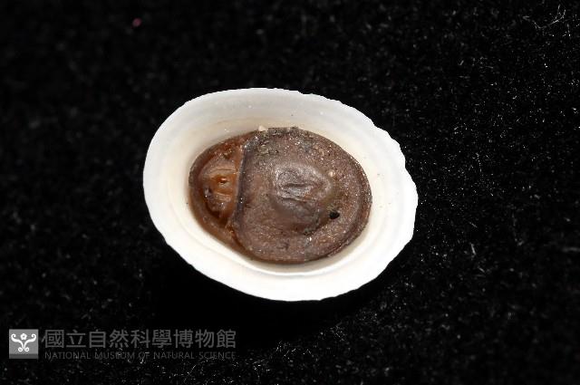 梳齒笠螺之一種藏品圖，第6張