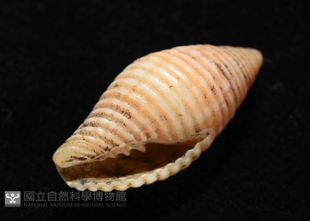 登錄號:007819-00116藏品圖，第6張