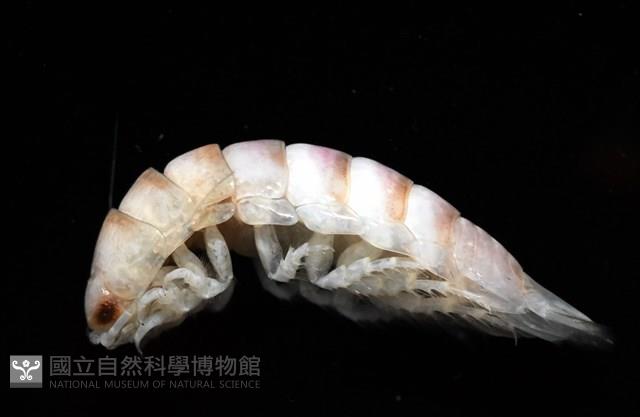 未知種浪漂水虱藏品圖，第6張