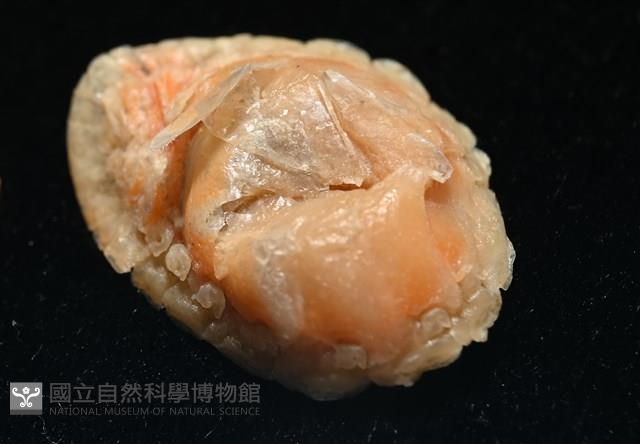 思氏不對稱鰓虱藏品圖，第6張