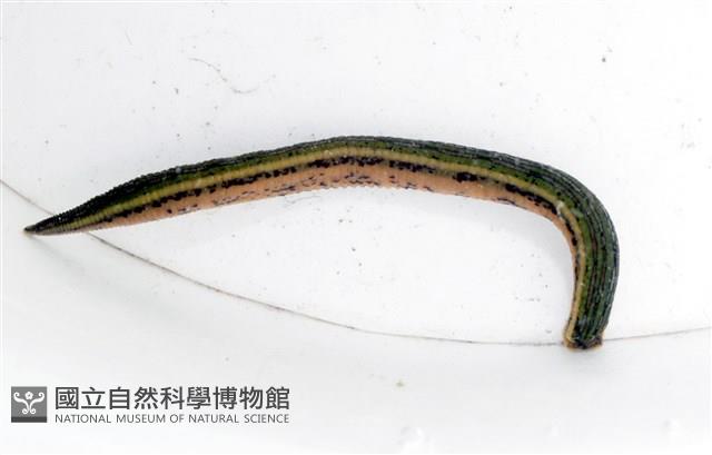 光潤金線蛭藏品圖，第6張