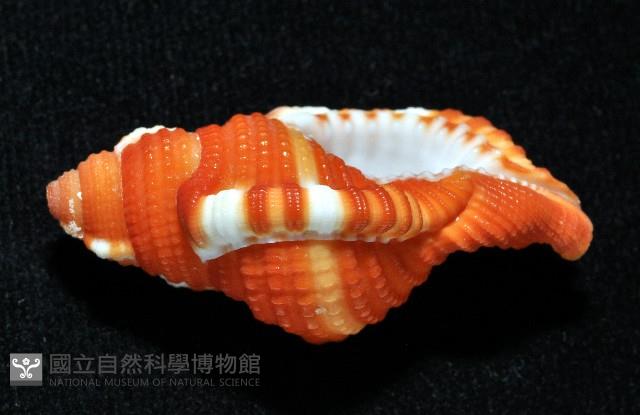 豔紅美法螺藏品圖，第6張
